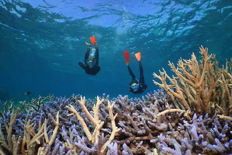 Silversonic Outer Great Barrier Reef Dive And Snorkel Cruise From Port Douglas - Holiday Cairns 4