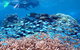 Silversonic Outer Great Barrier Reef Dive And Snorkel Cruise From Port Douglas - thumb 5