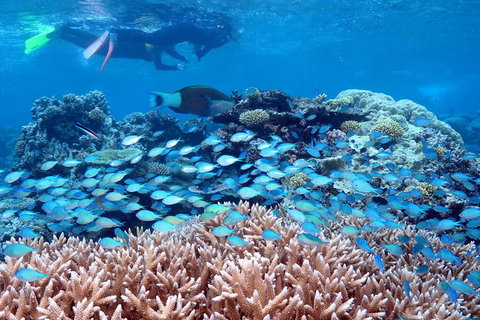 Silversonic Outer Great Barrier Reef Dive And Snorkel Cruise From Port Douglas - Holiday Cairns 5