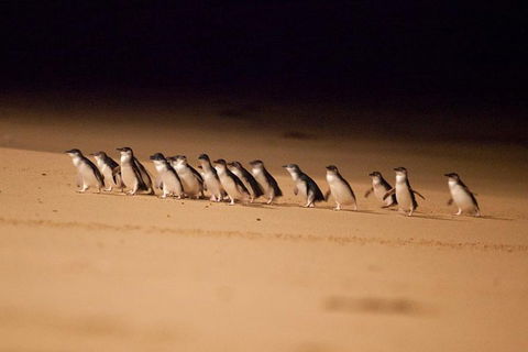 The Ultimate Melbourne Attractions Pass - Holiday Cairns 5