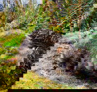 Cradle Mountain National Park Day Tour from Launceston - Holiday Cairns
