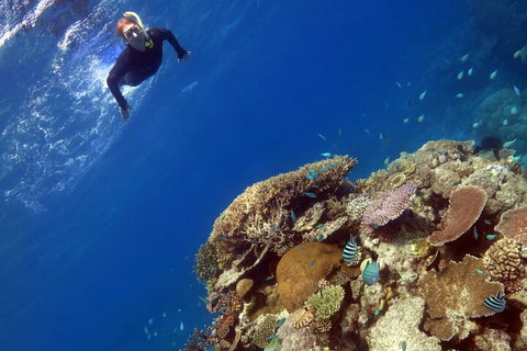 Silverswift Outer Great Barrier Reef Dive And Snorkel Cruise From Cairns - Holiday Cairns 3