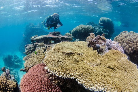 Silverswift Outer Great Barrier Reef Dive And Snorkel Cruise From Cairns - Holiday Cairns 5