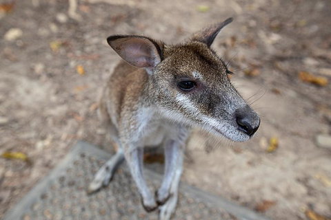 2 Day Daintree Rainforest, Cape Tribulation And Outback Chillagoe Tour - Holiday Cairns 4