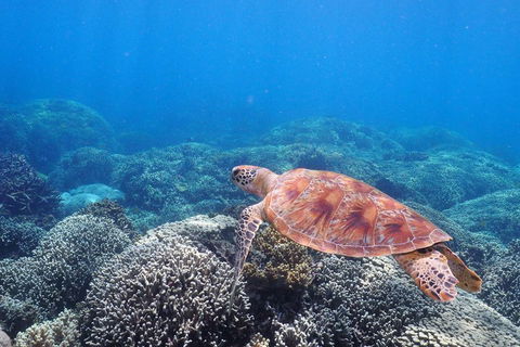 Calypso Outer Great Barrier Reef Cruise From Port Douglas - Holiday Cairns 2