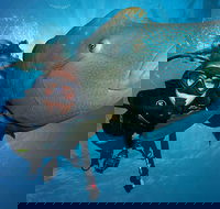 Great Barrier Reef Snorkeling and Diving Cruise from Cairns - Holiday Cairns