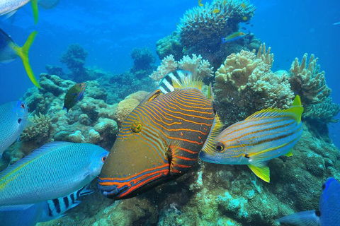 Fly To Green Island - Cruise Return - Holiday Cairns 1