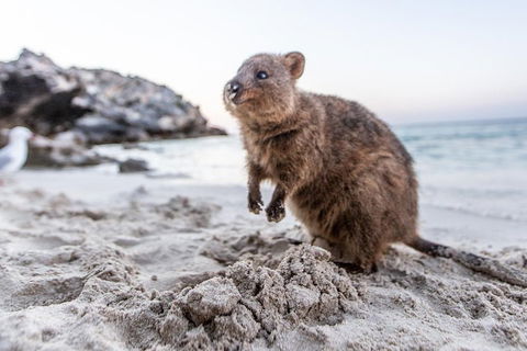Fremantle To Rottnest Island Roundtrip Ferry Ticket - Holiday Cairns 1