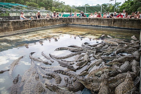 Hartley's Crocodile Adventures Day Trip From Cairns - Holiday Cairns 0