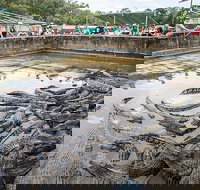 Hartley's Crocodile Adventures Day Trip from Palm Cove - Holiday Cairns