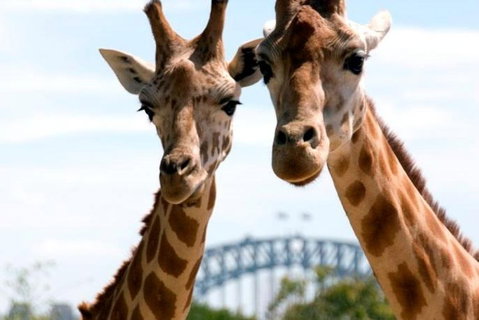 Sydney Harbour Ferry With Taronga Zoo Entry Ticket - Holiday Cairns 1