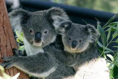 Sydney Harbour Ferry With Taronga Zoo Entry Ticket - Holiday Cairns 3