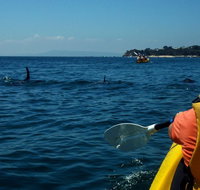 Mornington Peninsula Kayak Coastline Tour of Dolphin Sanctuary - Holiday Cairns