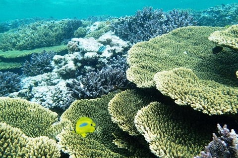 Abrolhos Islands Scenic Flight & Snorkel Adventure From Perth - Holiday Cairns 4