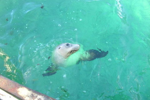 Abrolhos Islands Scenic Flight & Snorkel Adventure From Perth - Holiday Cairns 5