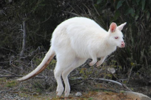 Small-Group Day Trip From Hobart To Bruny Island - Holiday Cairns 2