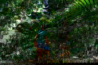 Full Day Daintree Rainforest and Mossman Gorge Tour, Port Douglas
