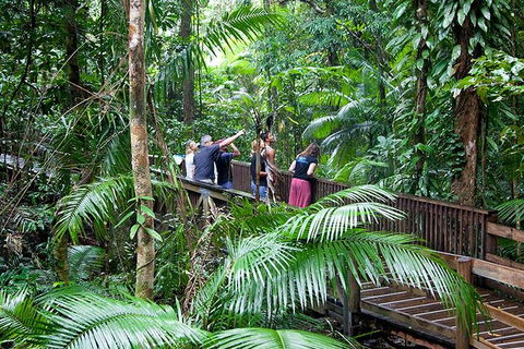 Full Day Daintree Rainforest And Mossman Gorge Tour - Holiday Cairns 1