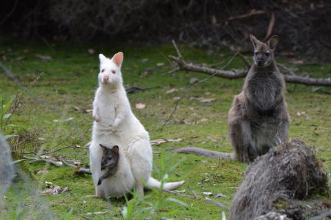 Full-Day Guided Bruny Island Tour From Hobart - Holiday Cairns 0