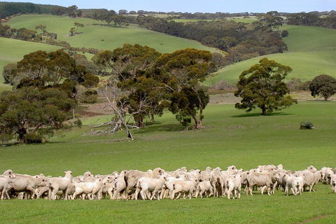 Kangaroo Island Luxury Small Group 'Island Life' Full Day Tour - Holiday Cairns 1