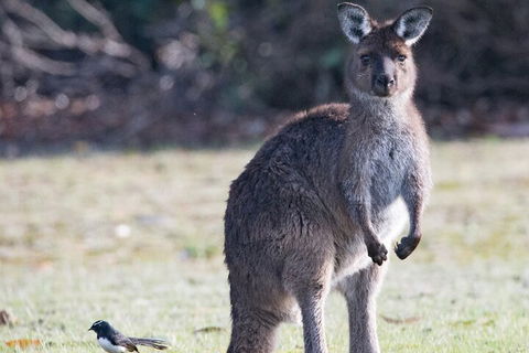 Kangaroo Island Luxury Small Group 'Island Life' Full Day Tour - Holiday Cairns 2