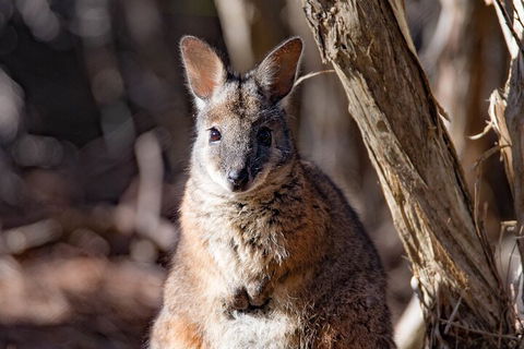 Kangaroo Island Luxury Small Group 'Island Life' Full Day Tour - Holiday Cairns 3