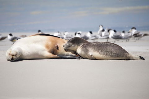 Kangaroo Island Luxury Small Group 'Island Life' Full Day Tour - Holiday Cairns 5