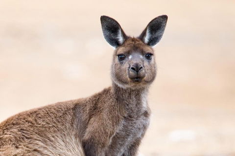 Kangaroo Island Luxury Small Group 'East End Explorer' Full Day Tour - Holiday Cairns 1