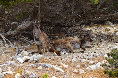 Kangaroo Island Luxury Small Group 'East End Explorer' Full Day Tour - Holiday Cairns 4