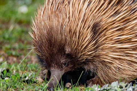 Kangaroo Island Luxury Small Group 'East End Explorer' Full Day Tour - Holiday Cairns 5