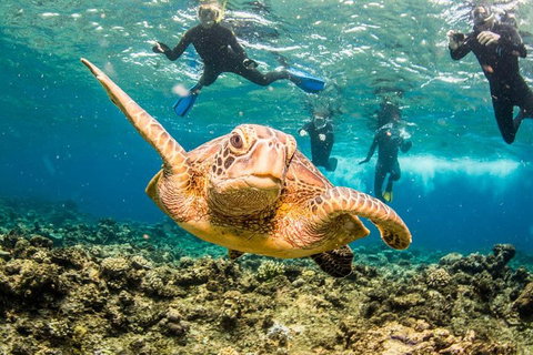 Great Barrier Reef Diving And Snorkeling Cruise From Cairns - Holiday Cairns 3