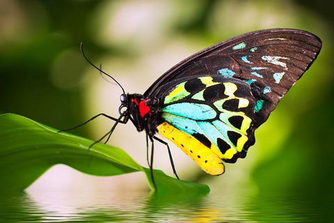 Australian Butterfly Sanctuary - Holiday Cairns 4