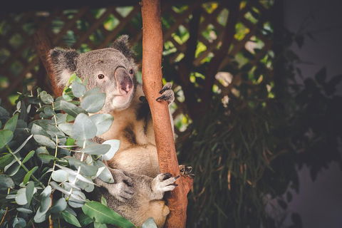 Small-Group Blue Mountains Day Trip From Sydney With Wildlife Park - Holiday Cairns 2