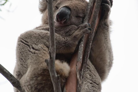 2-Day Kangaroo Island 4WD Small-Group Tour From Adelaide - Holiday Cairns 0
