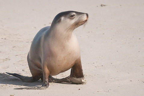 2-Day Kangaroo Island 4WD Small-Group Tour From Adelaide - Holiday Cairns 4