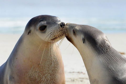 2 Day Ultimate Kangaroo Island With Return Ferry - Holiday Cairns 2