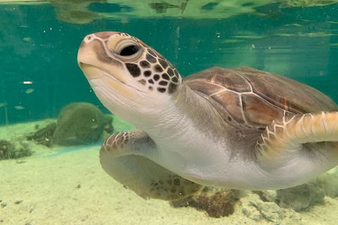 Cairns Aquarium Marine Life Encounter Ticket With 2-Course Lunch - Holiday Cairns 0