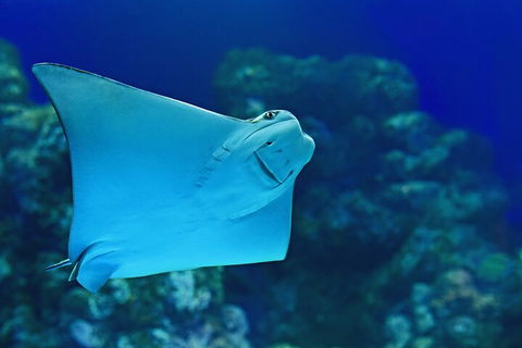 Cairns Aquarium Marine Life Encounter Ticket With 2-Course Lunch - Holiday Cairns 4