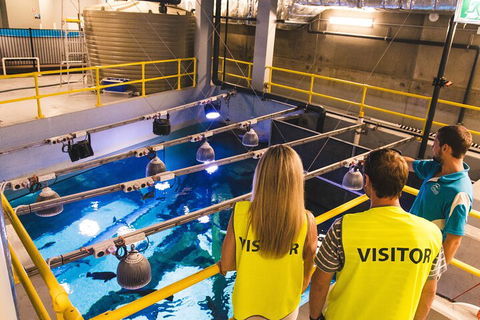 Cairns Aquarium Marine Life Encounter Ticket With 2-Course Lunch - Holiday Cairns 5