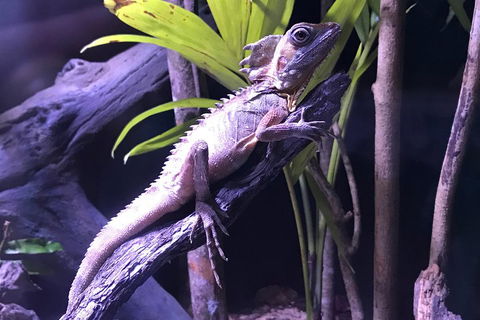 Cairns Aquarium Admission Ticket - Holiday Cairns 0