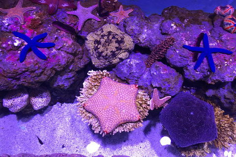 Cairns Aquarium Admission Ticket - Holiday Cairns 5