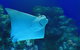 Cairns Aquarium Family Ticket - thumb 0