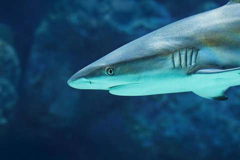 Cairns Aquarium Family Ticket - Holiday Cairns 5
