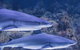 Cairns Aquarium Dive With The Sharks - thumb 1