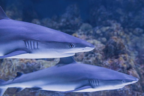 Cairns Aquarium Dive With The Sharks - Holiday Cairns 1