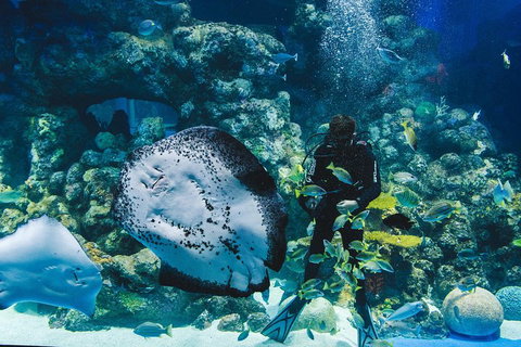 Cairns Aquarium Dive With The Sharks - Holiday Cairns 2