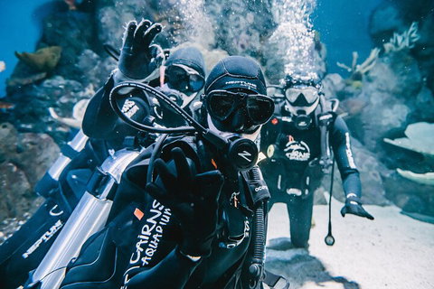 Cairns Aquarium Dive With The Sharks - Holiday Cairns 3