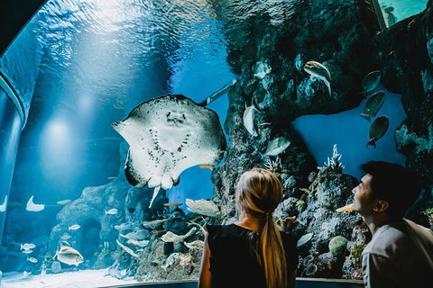Cairns Aquarium Dive With The Sharks - Holiday Cairns 4