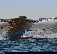 Sydney Whale-Watching Cruise Including Lunch or Breakfast - Holiday Cairns
