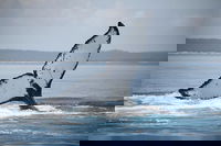 Book Viator Accommodation Vacations Holiday Cairns Holiday Cairns